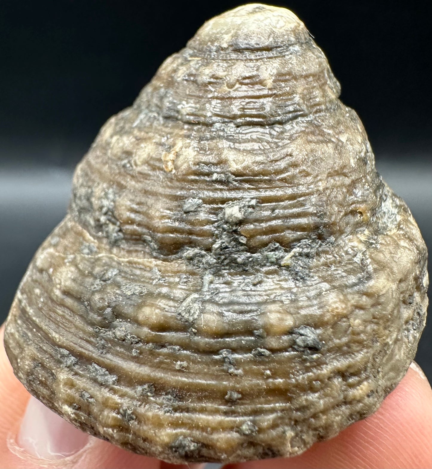 Gastropod Shell Fossil With Box And Stand - Whitby, North Yorkshire, Jurassic Coast, Yorkshire Fossils