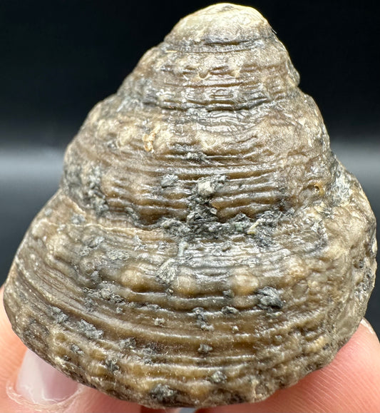 Gastropod Shell Fossil With Box And Stand - Whitby, North Yorkshire, Jurassic Coast, Yorkshire Fossils