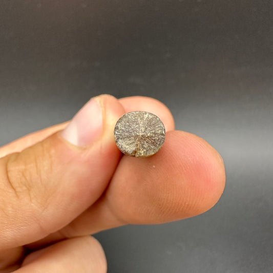 Belemnite (Fossil Squid) shell fossil - Whitby, North Yorkshire Jurassic Coast Yorkshire Fossils