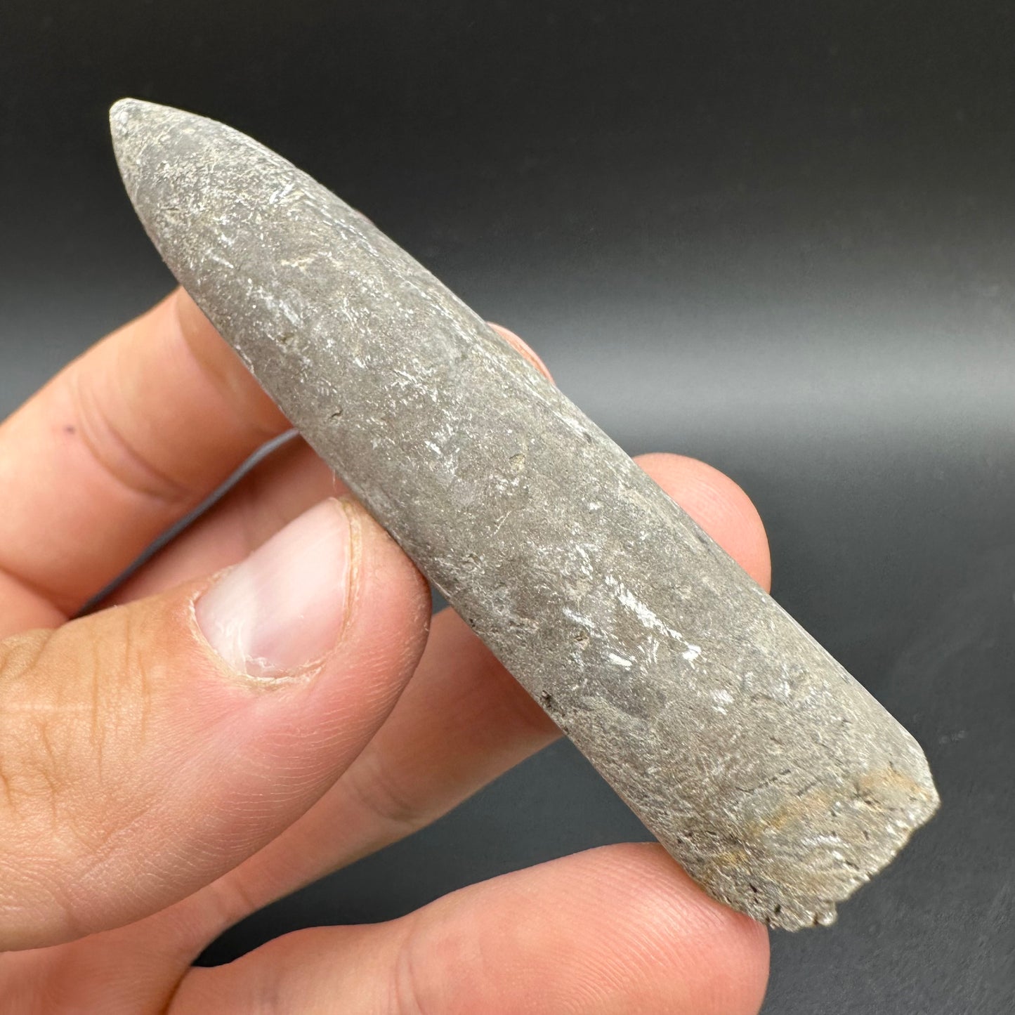 Belemnite (Fossil Squid) shell fossil - Whitby, North Yorkshire Jurassic Coast Yorkshire Fossils