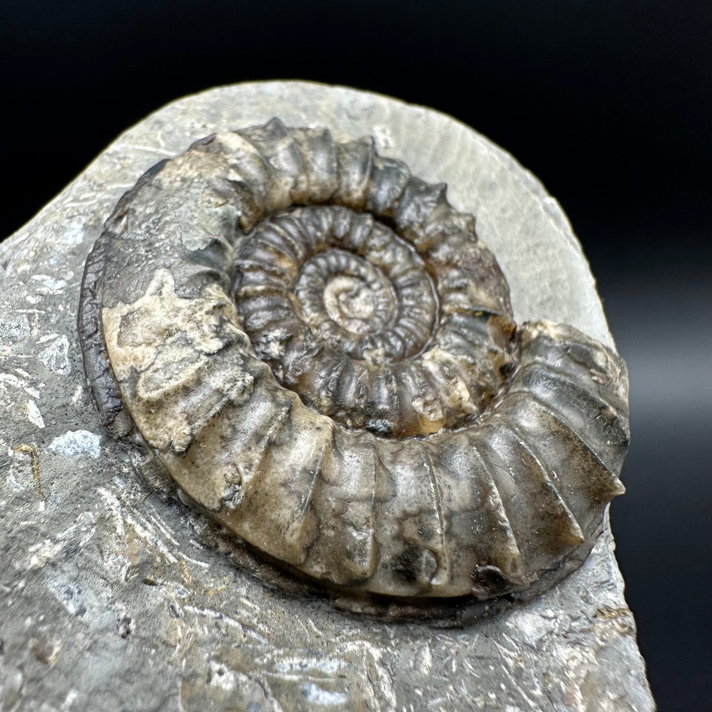 Arnioceras ammonite shell fossil with box and stand - Whitby, North Yorkshire Jurassic Coast Yorkshire Fossils