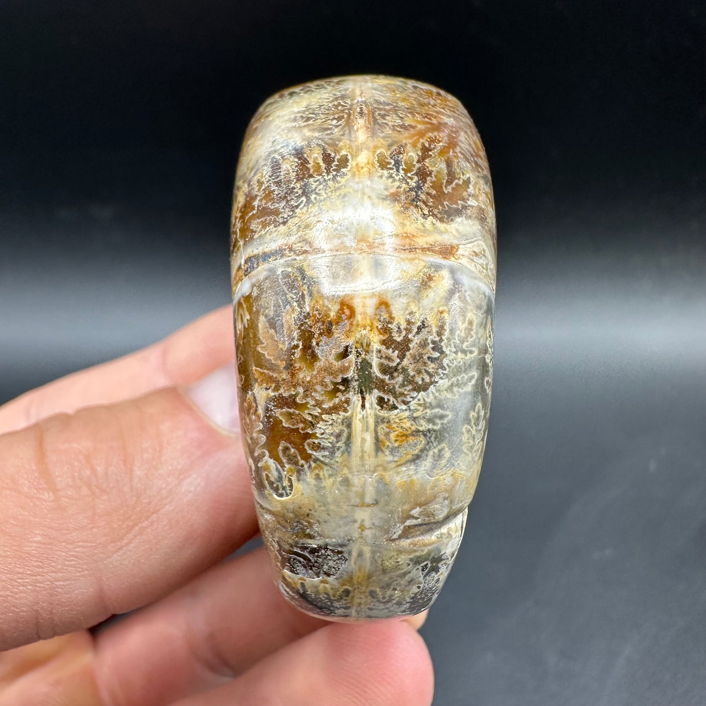 Lytoceras Ammonite Fossil With Box And Stand - Cretaceous Ammonite Madagascar