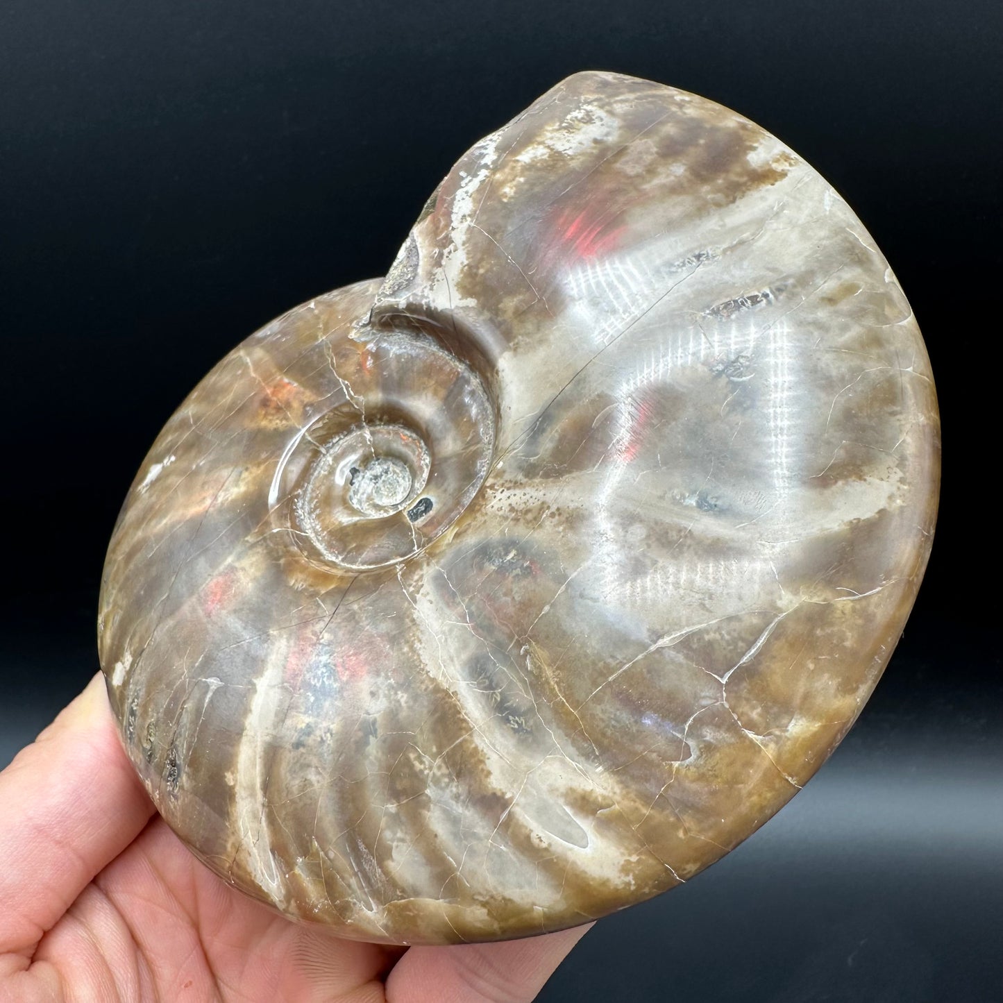 Cleoniceras Ammonite Fossil With Stand - Cretaceous Ammonite Madagascar