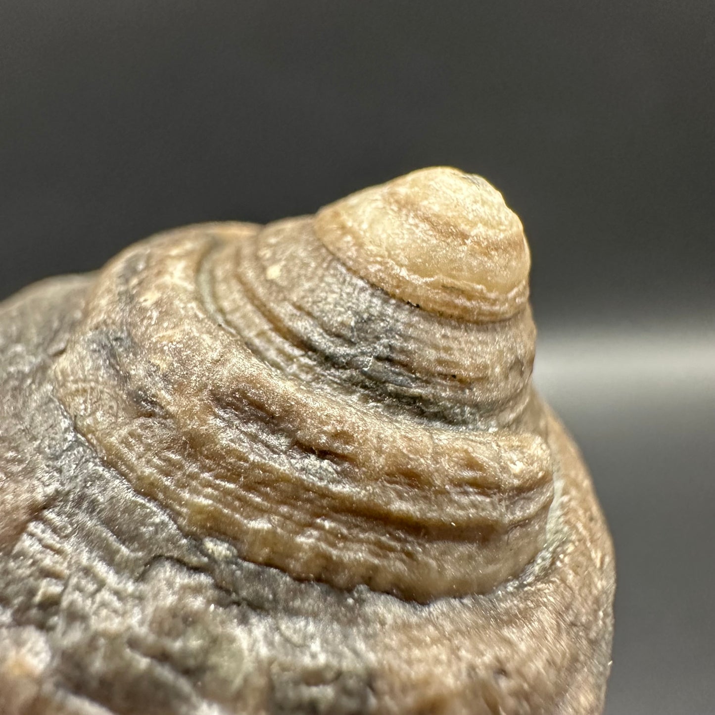 Gastropod Shell Fossil With Box And Stand - Whitby, North Yorkshire, Jurassic Coast, Yorkshire Fossils