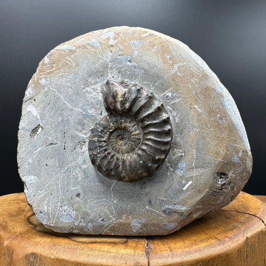 Pleuroceras paucicostatum ammonite fossil with box and stand - Whitby, North Yorkshire Jurassic Coast Yorkshire Fossils