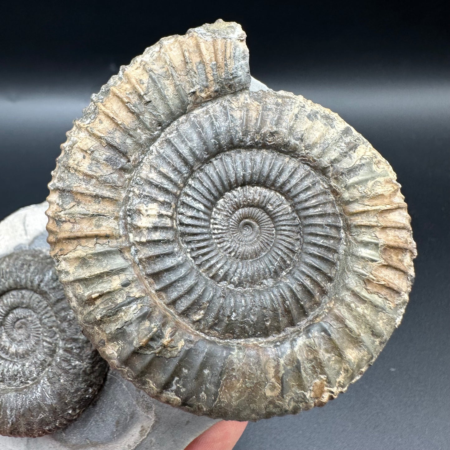 Dactylioceras Multi ammonite fossil with box and stand - Whitby, North Yorkshire Jurassic Coast, Yorkshire Fossils
