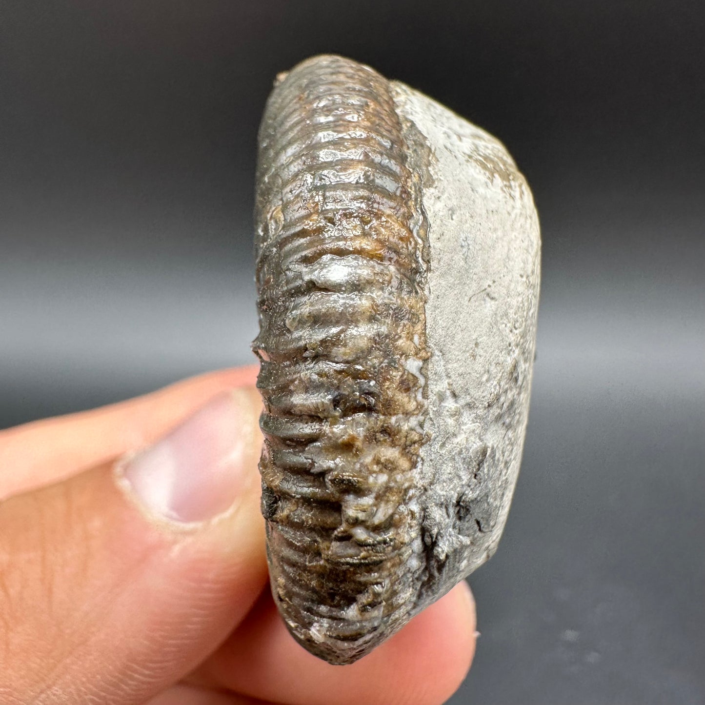Snakestone Ammonite Fossil With Bag/Box And Stand - Whitby, North Yorkshire Jurassic Coast Yorkshire Fossils