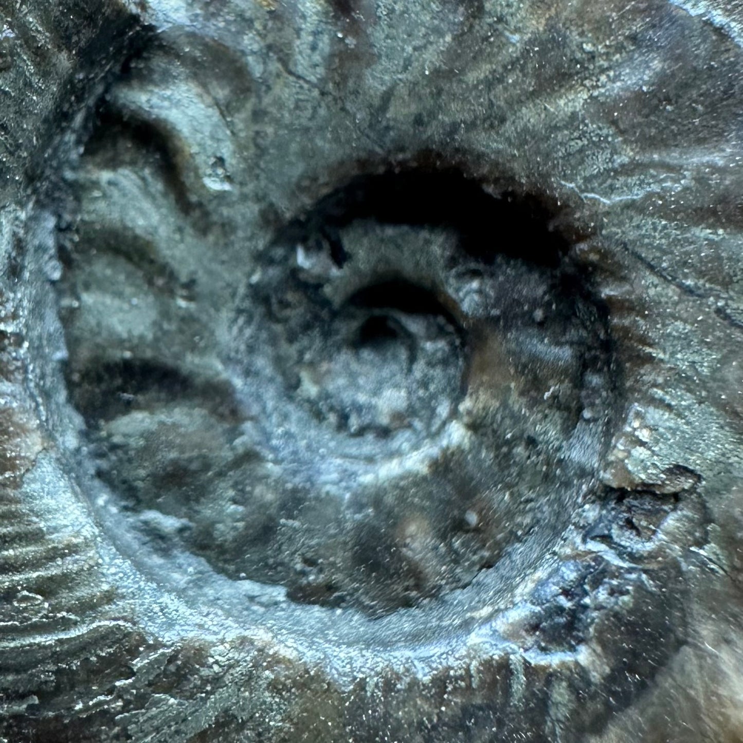 Golden Harpoceras Sp. Ammonite fossil with box and stand - Whitby, North Yorkshire Jurassic Coast Yorkshire Fossils