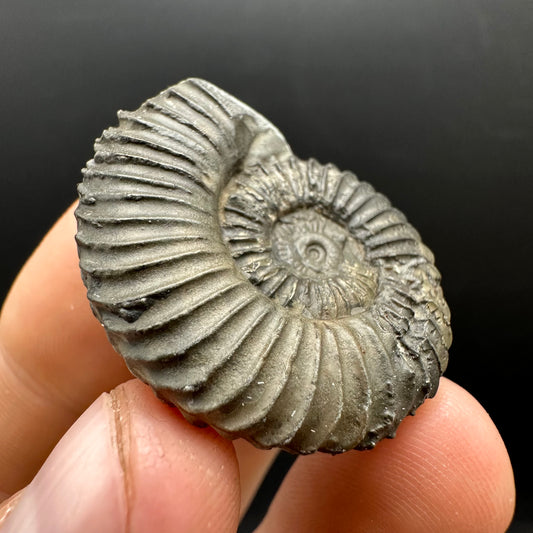 Schlothemia sp. ammonite fossil with box and stand - Whitby, North Yorkshire Jurassic Coast, Yorkshire fossils