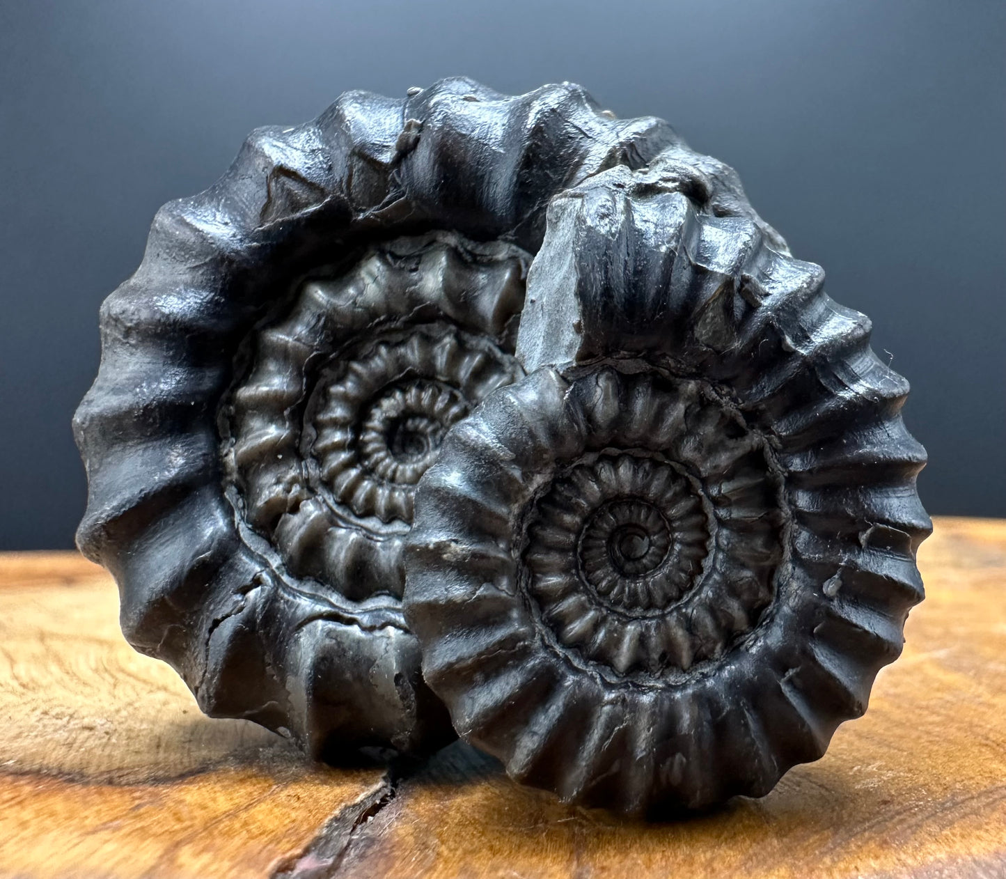 Gagaticeras Ammonite fossil with box and stand - Whitby, North Yorkshire Jurassic Coast Yorkshire Fossils