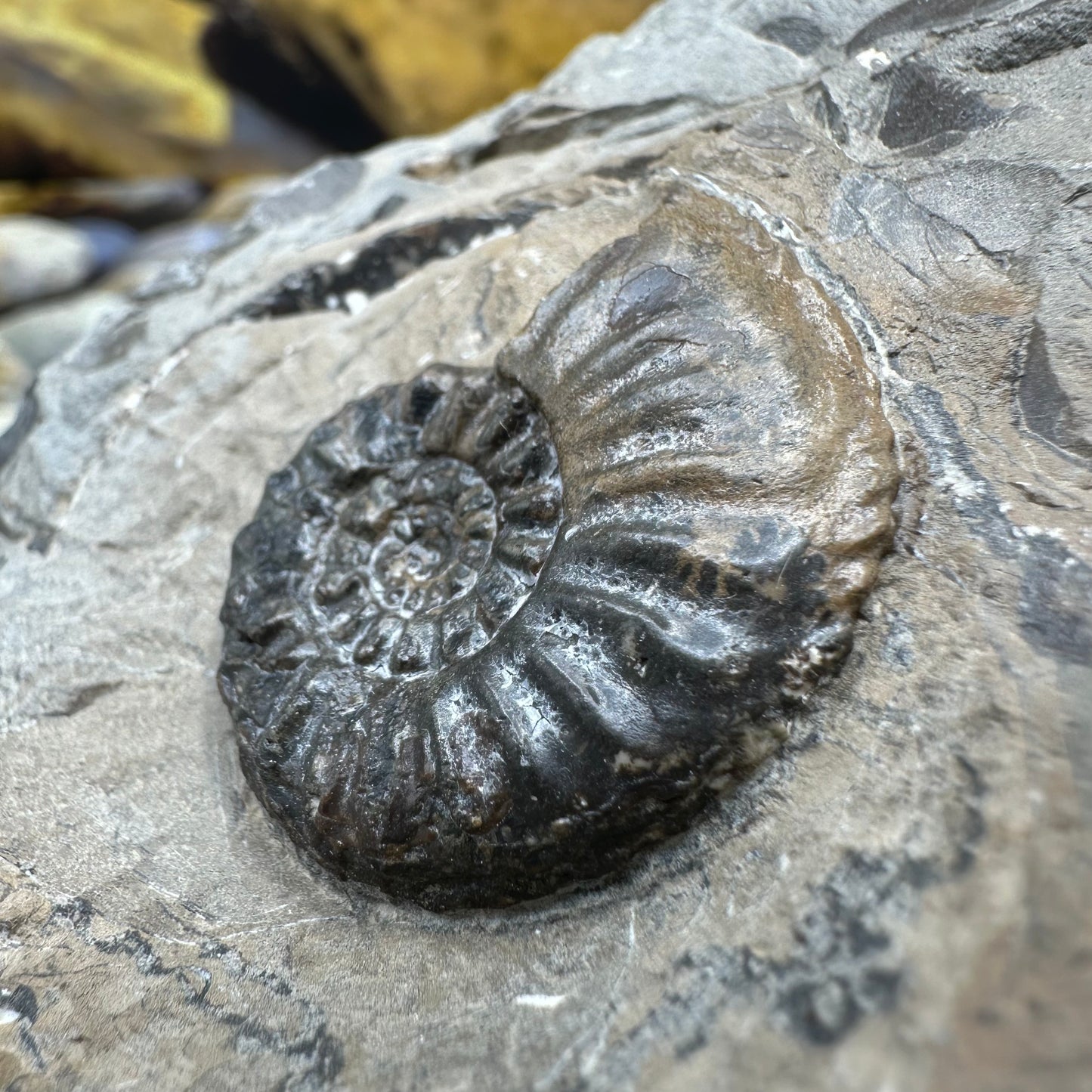 Amaltheus subnodosus ammonite fossil - Whitby, North Yorkshire Jurassic Coast Yorkshire Fossils