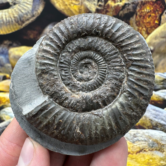 Dactylioceras ammonite fossil - Whitby, North Yorkshire Jurassic Coast