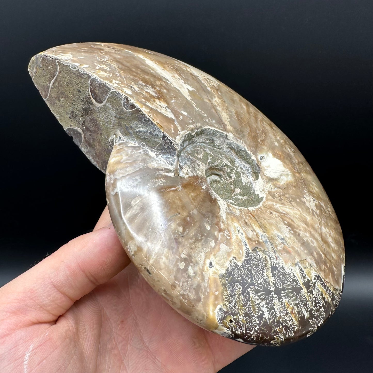 Cleoniceras Ammonite Fossil With Stand - Cretaceous Ammonite Madagascar