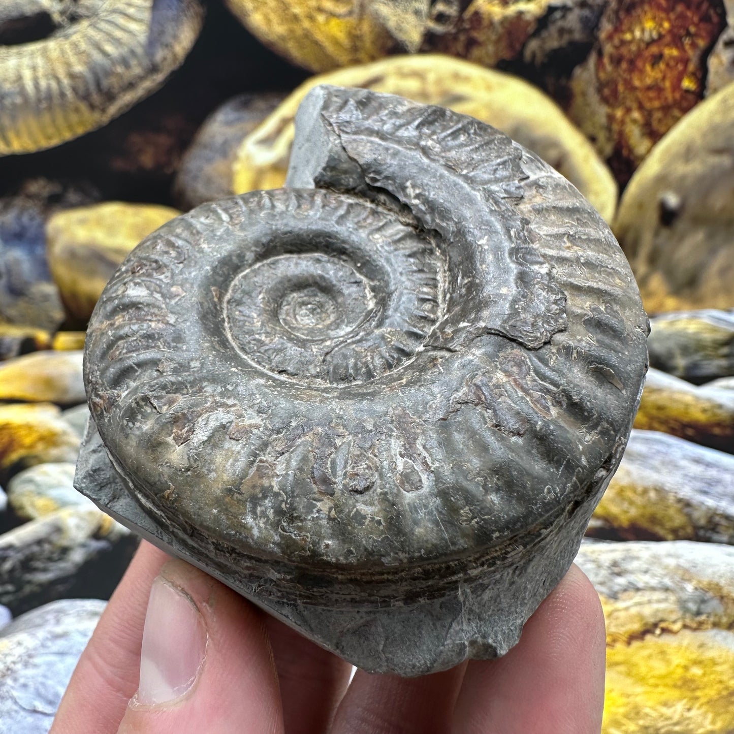 Hildoceras lusitanicum ammonite fossil - Whitby, North Yorkshire, Jurassic Coast, Yorkshire Fossils