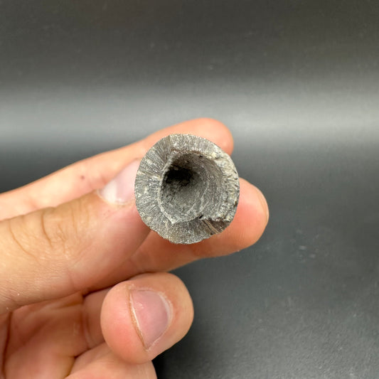 Belemnite (Fossil Squid) shell fossil - Whitby, North Yorkshire Jurassic Coast Yorkshire Fossils