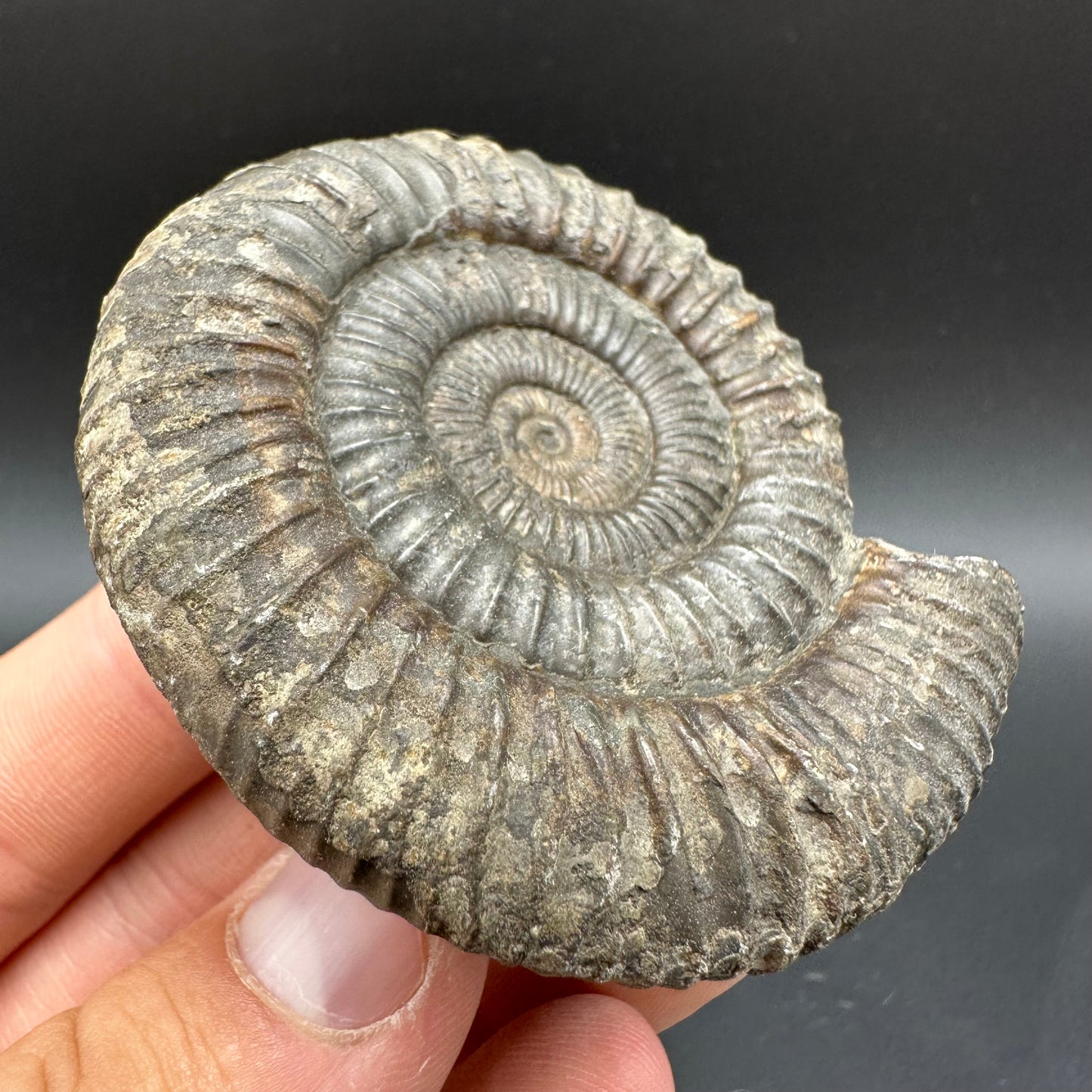 Dactylioceras Ammonite Fossil With Box And Stand - Whitby, North Yorkshire Jurassic Coast Yorkshire Fossils