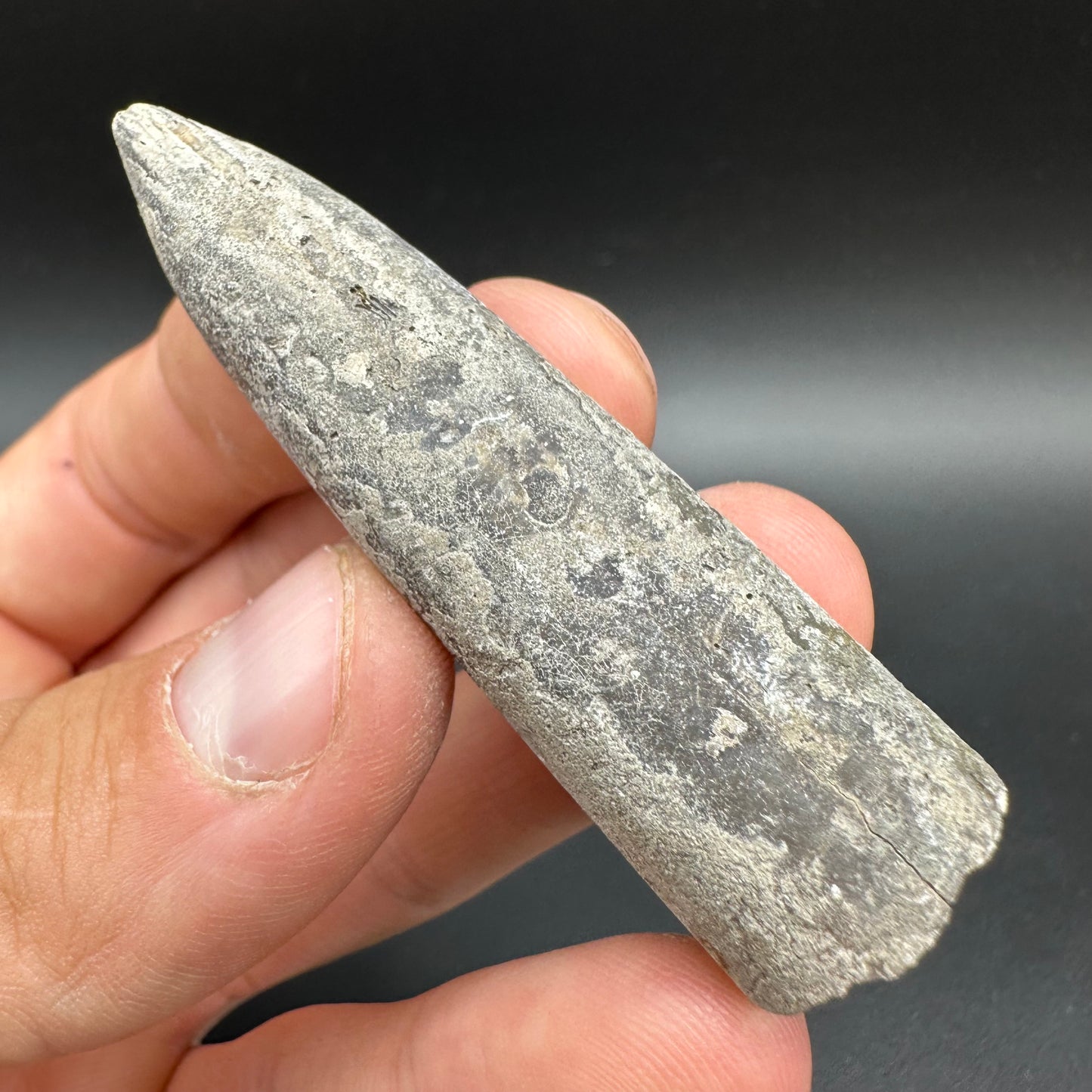 Belemnite (Fossil Squid) shell fossil - Whitby, North Yorkshire Jurassic Coast Yorkshire Fossils