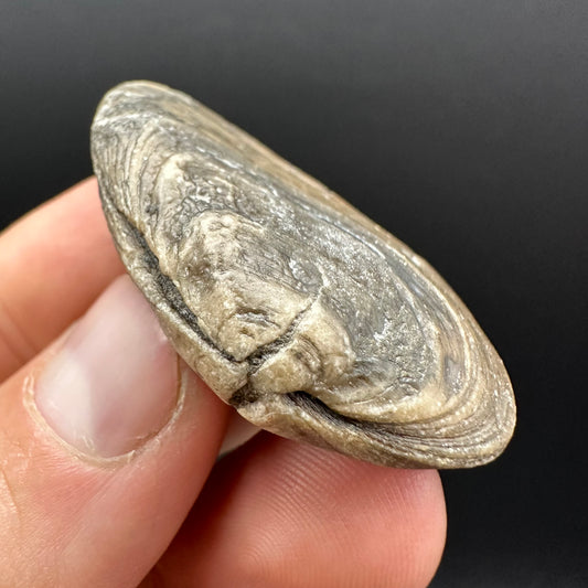 Shell fossil with box and stand - Whitby, North Yorkshire, Jurassic Coast, Yorkshire Fossils