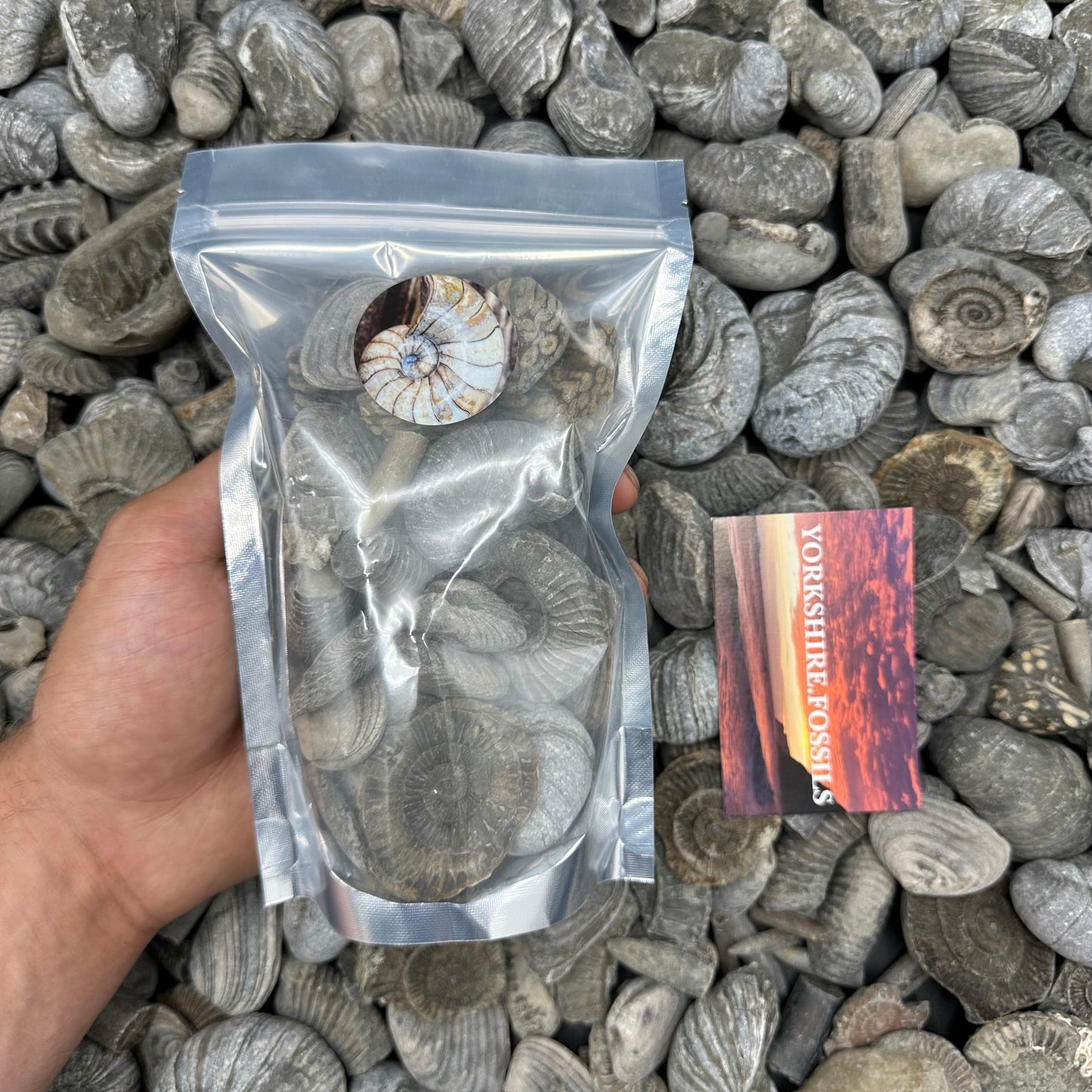 Jurassic Jumble - Yorkshire Fossils Mystery Variety Fossil Bag - Whitby, North Yorkshire Jurassic Coast