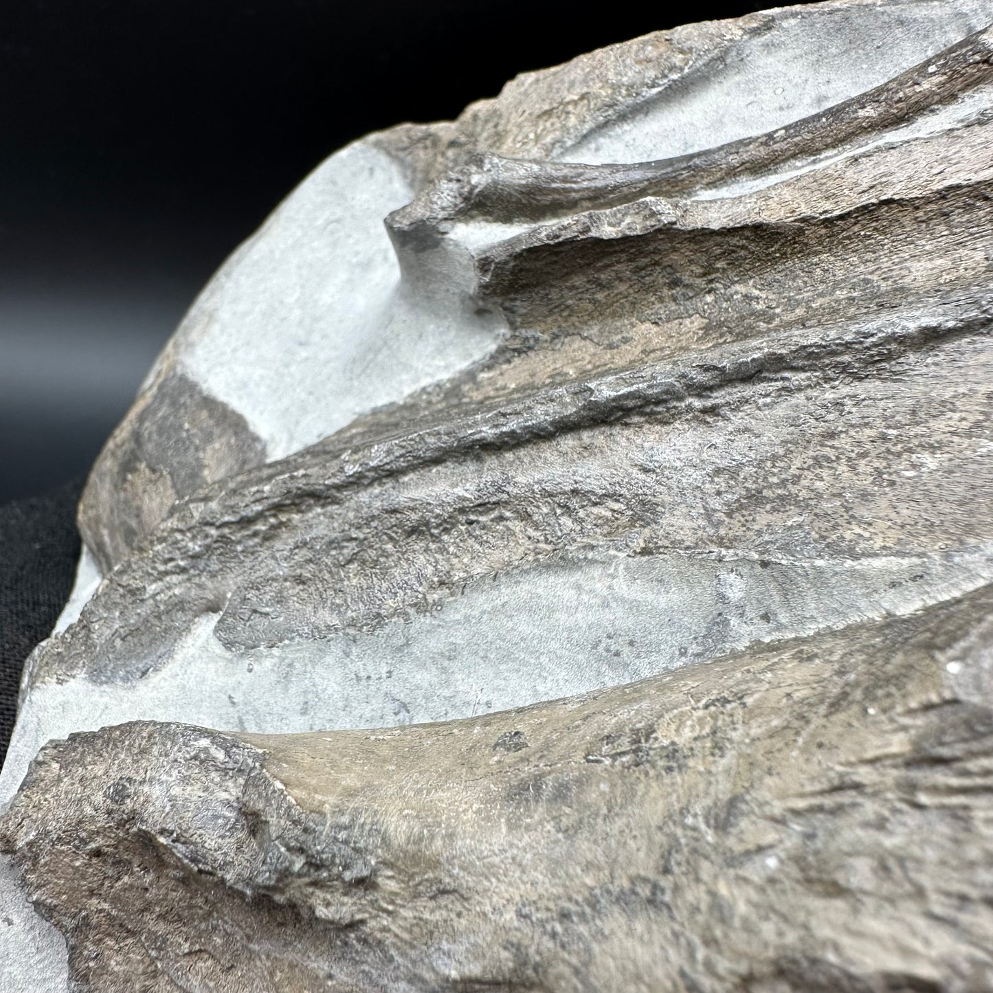 Gyrosteus Fish Bone fossil - Whitby, North Yorkshire, Jurassic Coast, Yorkshire Fossils
