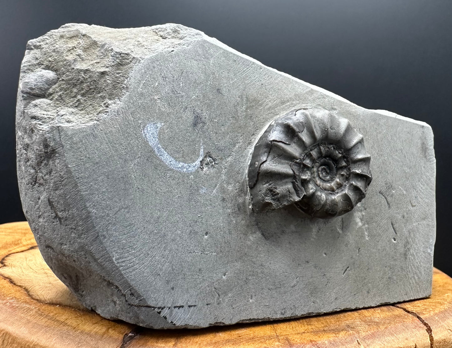Eugassiceras Ammonite shell fossil with box and stand - Whitby, North Yorkshire Jurassic Coast Yorkshire Fossils
