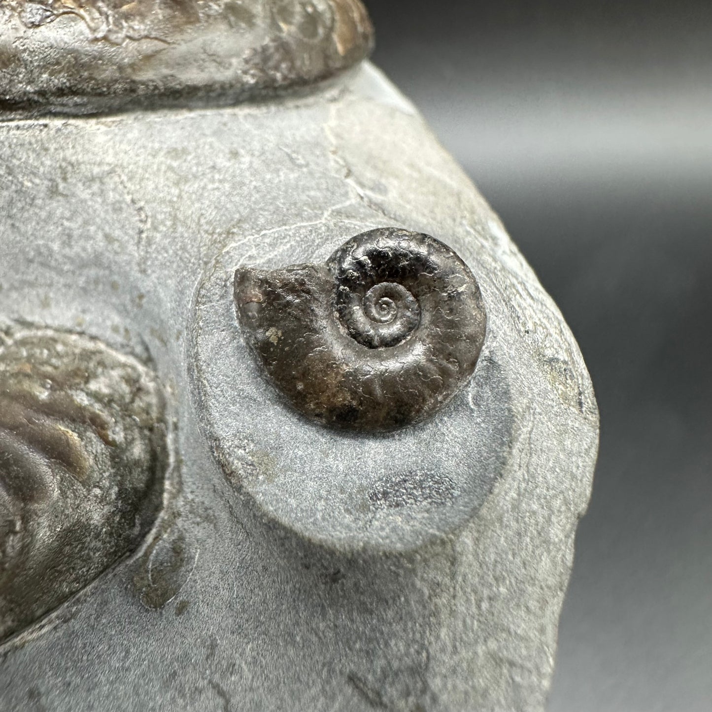 Grammoceras thoaurense Ammonite shell fossil with box and stand - Whitby, North Yorkshire, Yorkshire Fossils from the Jurassic Coast