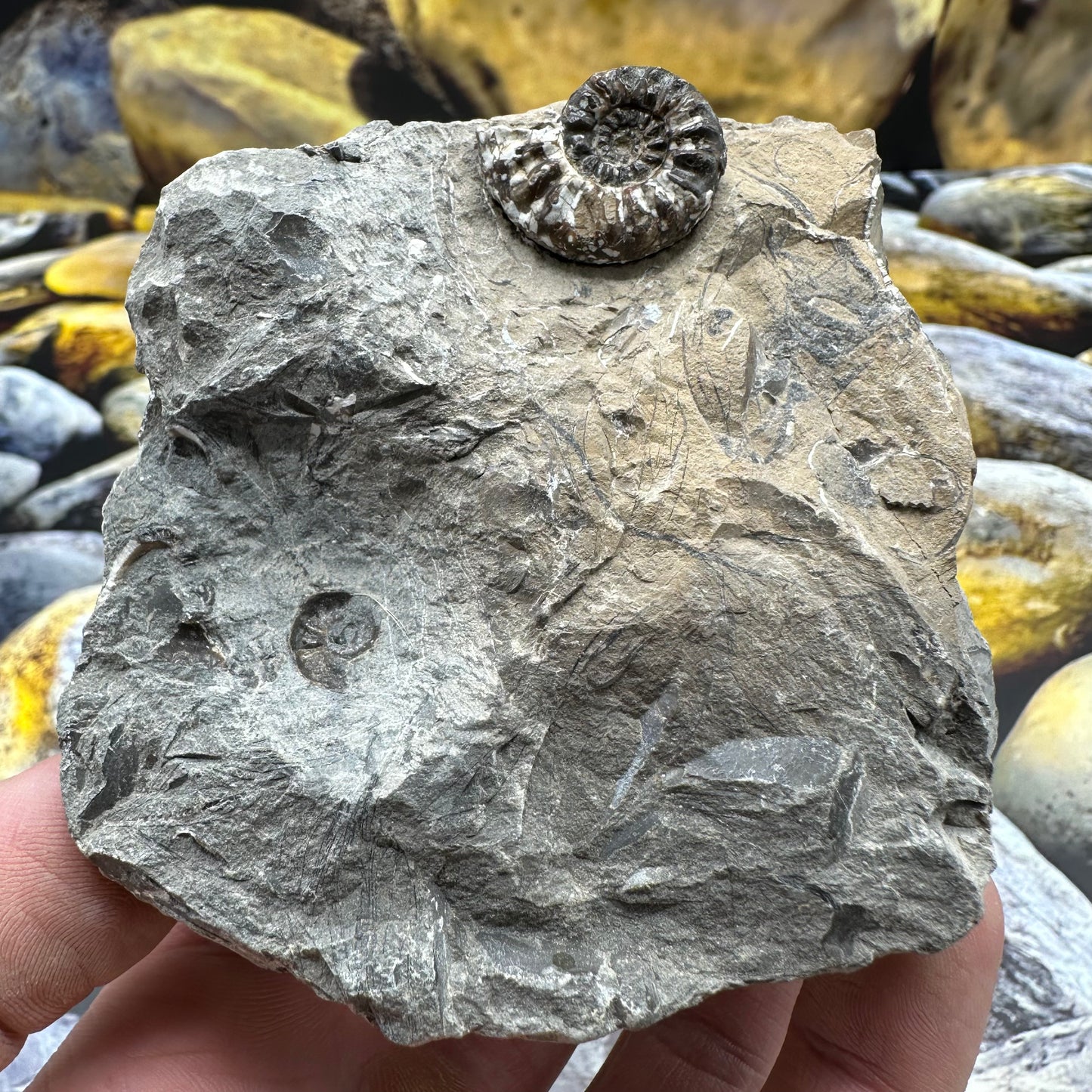 Amaltheus subnodosus ammonite fossil - Whitby, North Yorkshire Jurassic Coast, Yorkshire Fossils