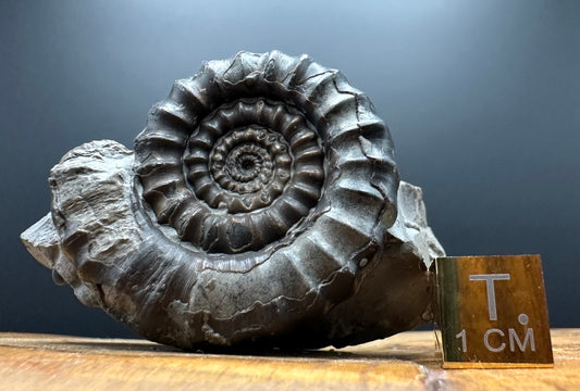 Gagaticeras Ammonite fossil with box and stand - Whitby, North Yorkshire Jurassic Coast Yorkshire Fossils