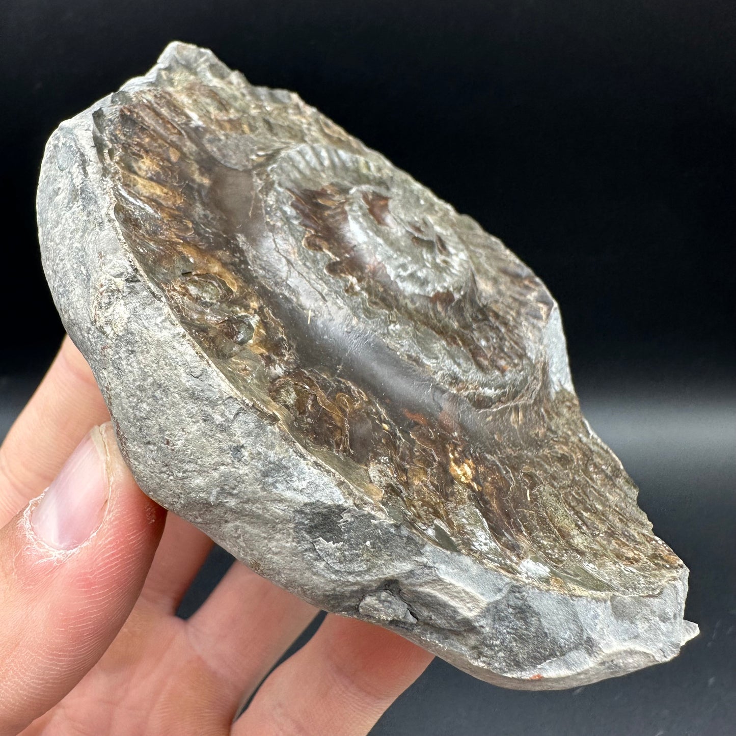 Hildoceras lusitanicum Ammonite Nodule (split pair) Fossil With Box And Stand - Whitby, North Yorkshire Jurassic Coast Yorkshire Fossils