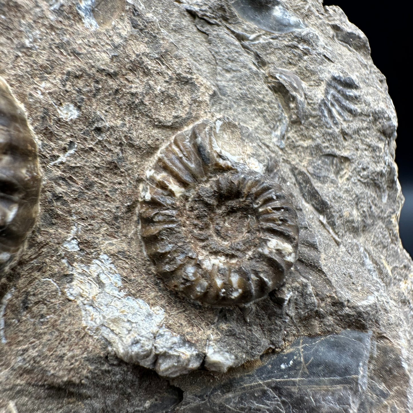 Androgynoceras capricornus Ammonite fossil with box and stand - Whitby, North Yorkshire Jurassic Coast Yorkshire Fossils