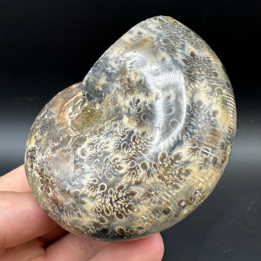 Phylloceras Ammonite Fossil With Box And Stand - Cretaceous Ammonite Madagascar