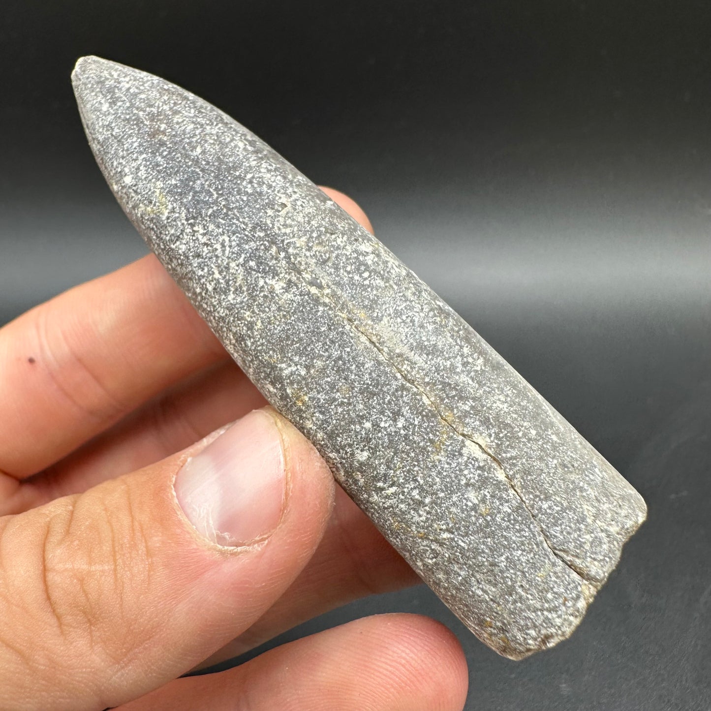 Belemnite (Fossil Squid) shell fossil with box and stand - Whitby, North Yorkshire Jurassic Coast Yorkshire Fossils