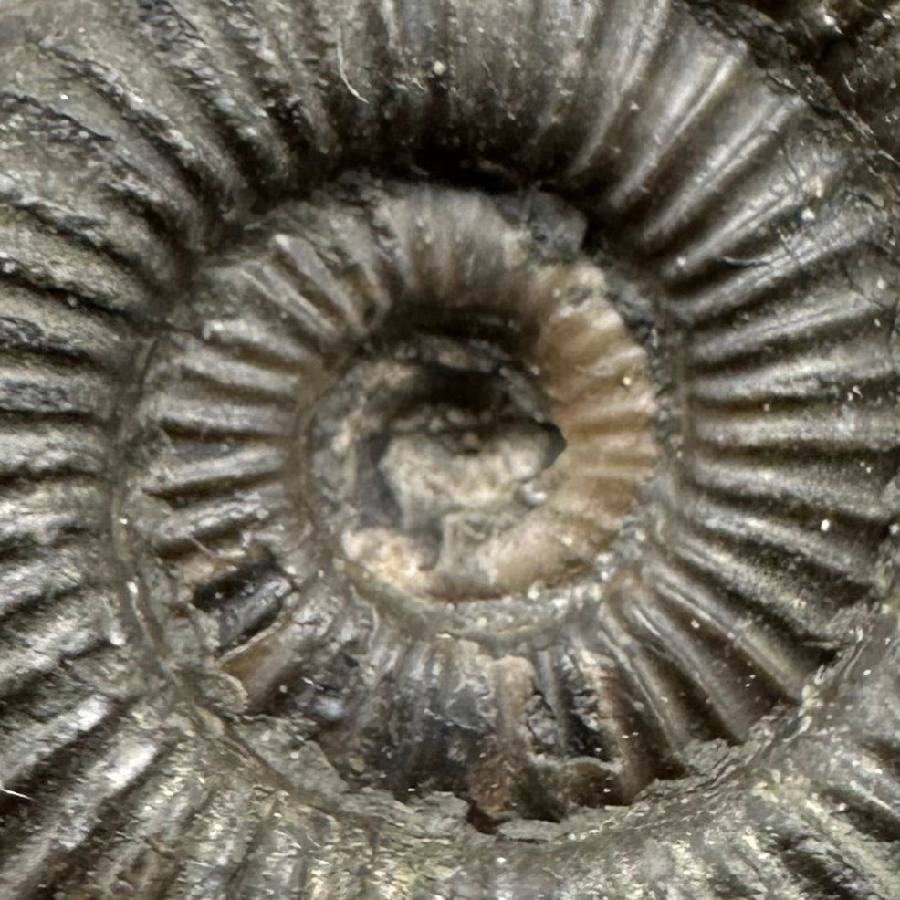 Dactylioceras Ammonite Fossil With Box And Stand - Whitby, North Yorkshire Jurassic Coast Yorkshire Fossils