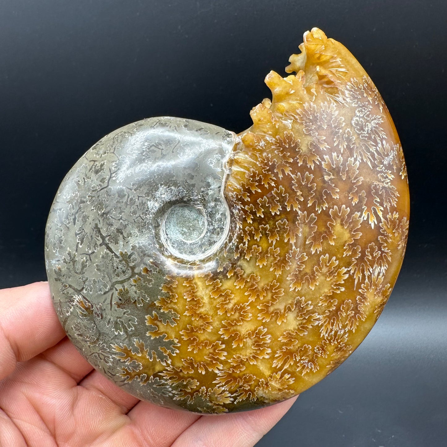 Cleoniceras Ammonite Fossil With Box And Stand - Cretaceous Ammonite Madagascar
