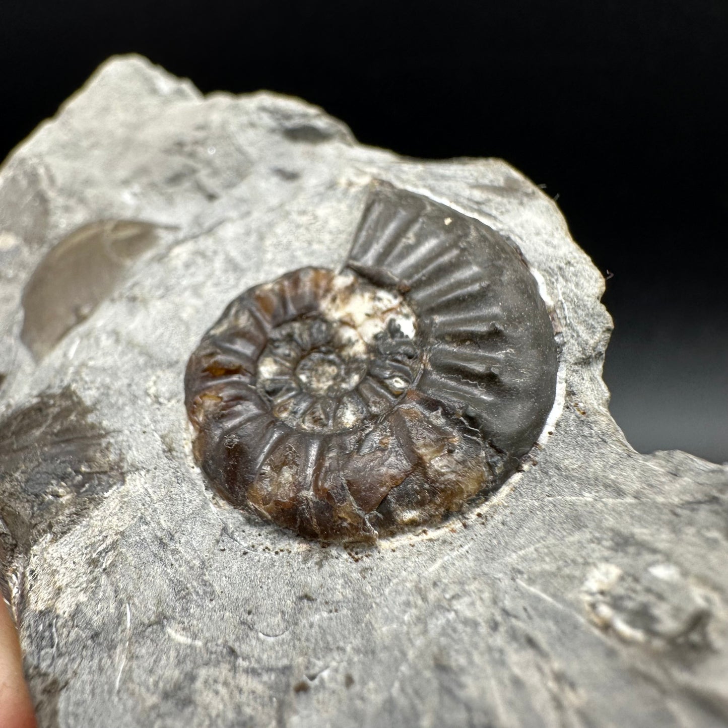 Amaltheus subnodosus Ammonite fossil with box and stand - Whitby, North Yorkshire Jurassic Coast Yorkshire Fossils