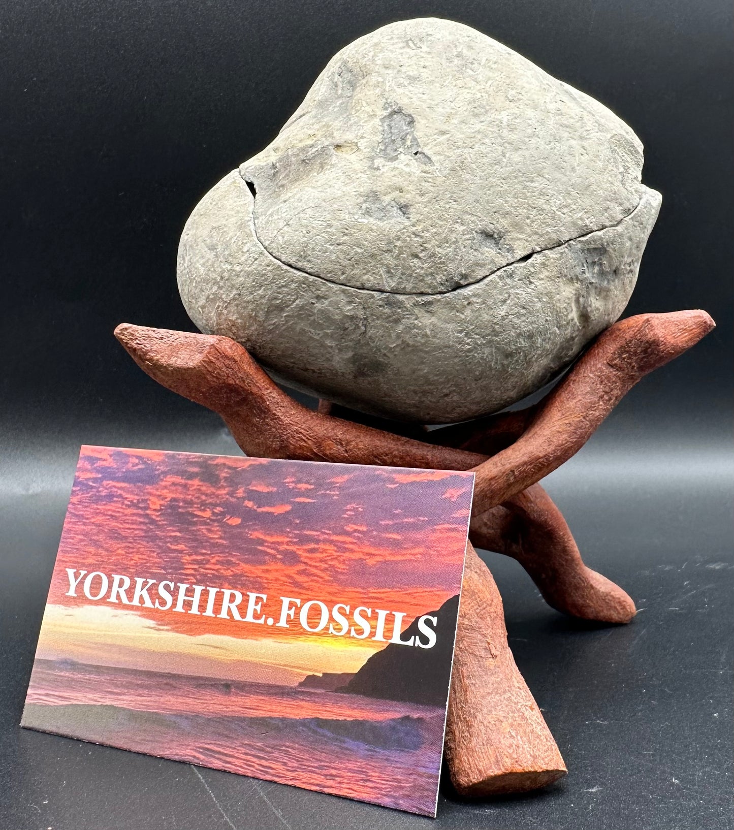 Dactylioceras Ammonite nodule (split pair) Fossil With Stand - Whitby, North Yorkshire Jurassic Coast Yorkshire Fossils
