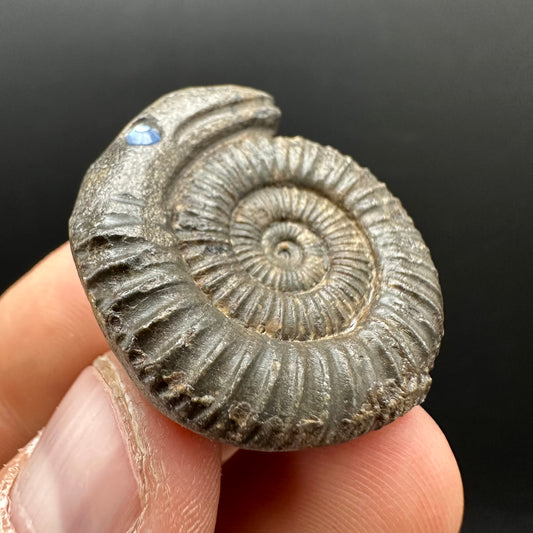 Snakestone Ammonite Fossil With Bag/Box And Stand - Whitby, North Yorkshire Jurassic Coast Yorkshire Fossils