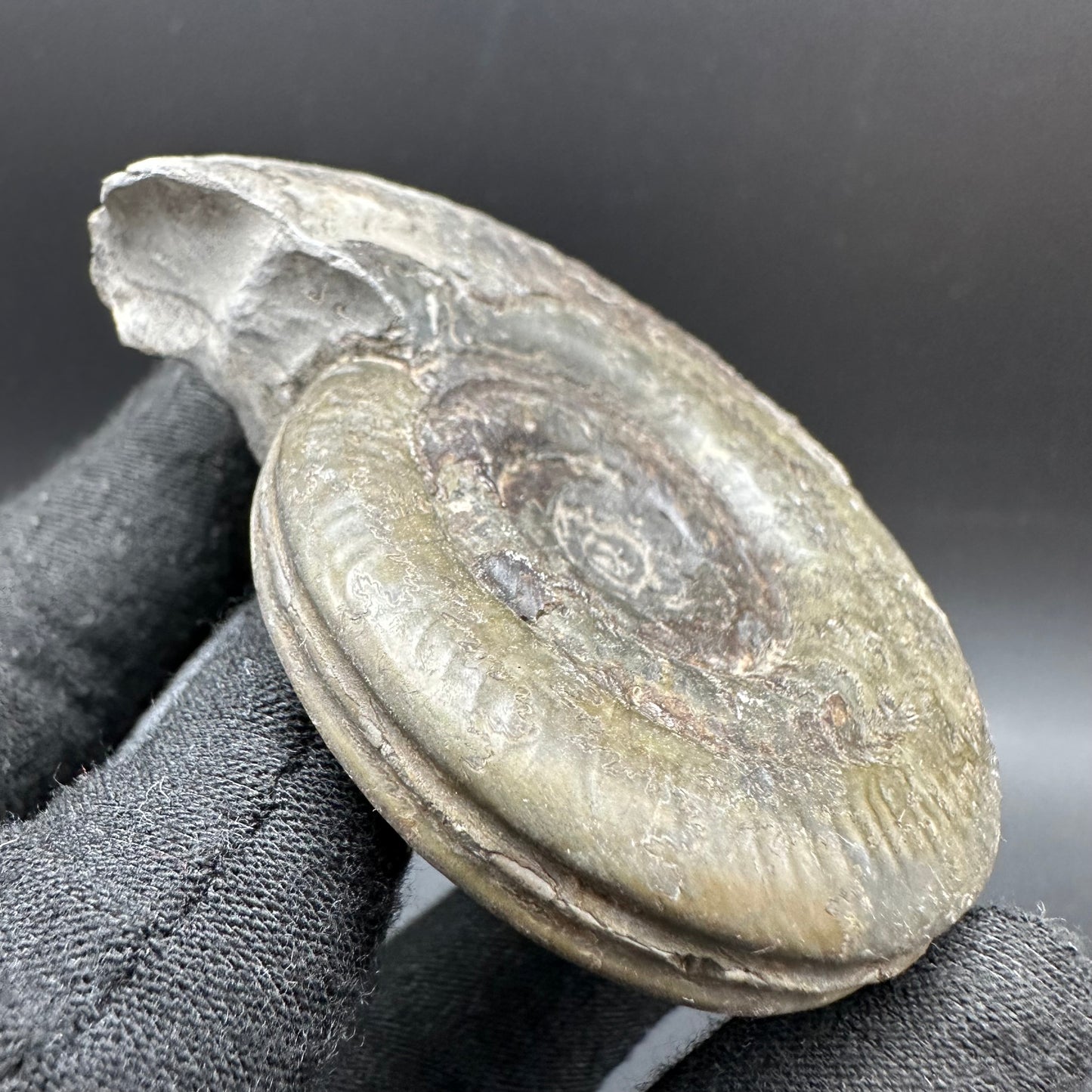Hildoceras semipolitum Ammonite fossil with box and stand - Whitby, North Yorkshire Jurassic Coast, Yorkshire Fossils from the Jurassic Coast