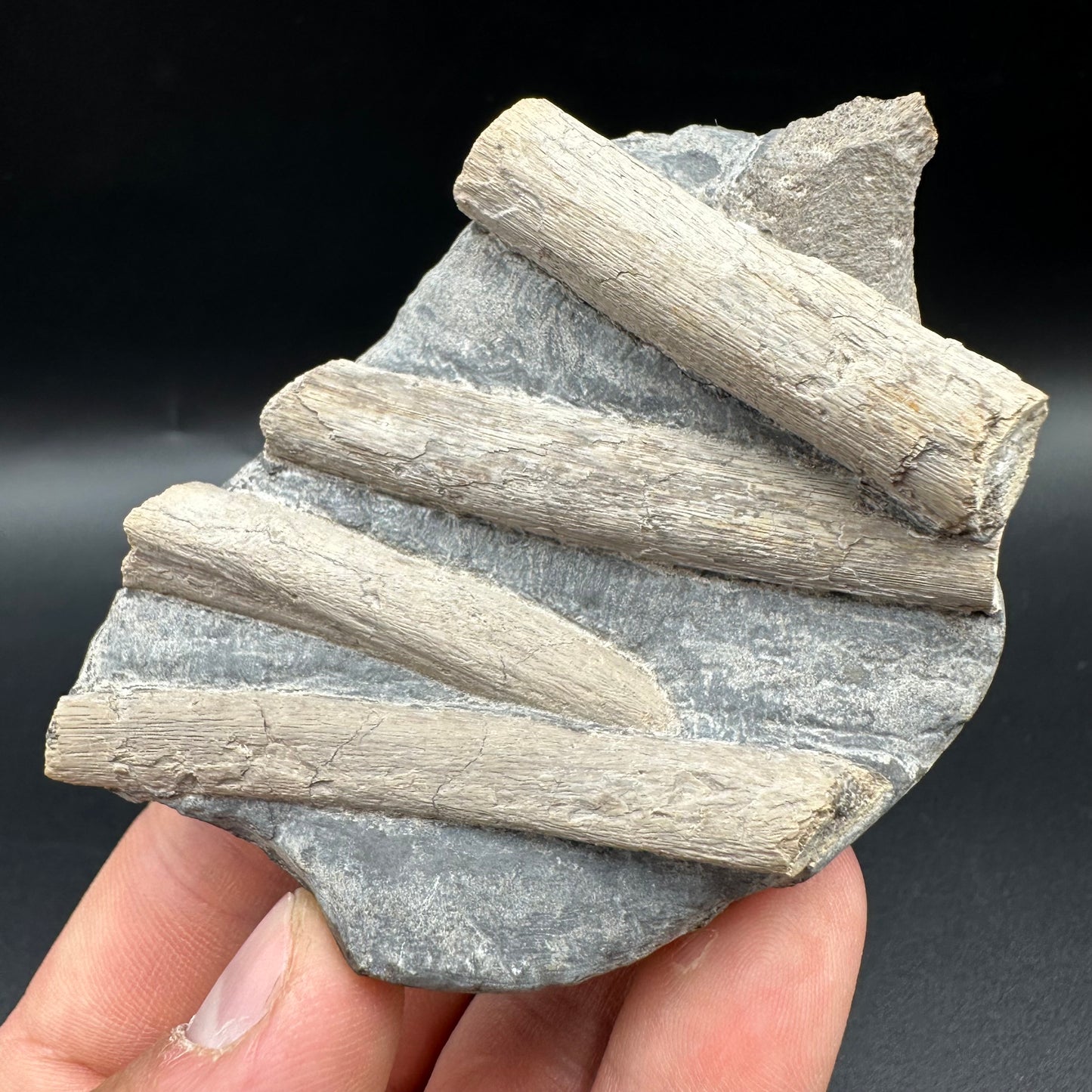 Ichthyosaur Rib fossil with box and stand - Whitby, North Yorkshire Jurassic Coast, Yorkshire fossils found on the Jurassic Coast