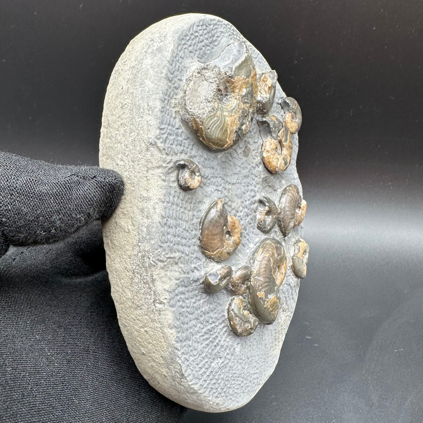 Eleganticeras Elegantulum ammonite fossil with box and stand - Whitby, North Yorkshire Jurassic Coast, Yorkshire Fossils