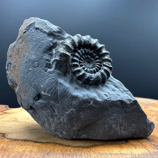 Gagaticeras Ammonite fossil with box and stand - Whitby, North Yorkshire Jurassic Coast Yorkshire Fossils