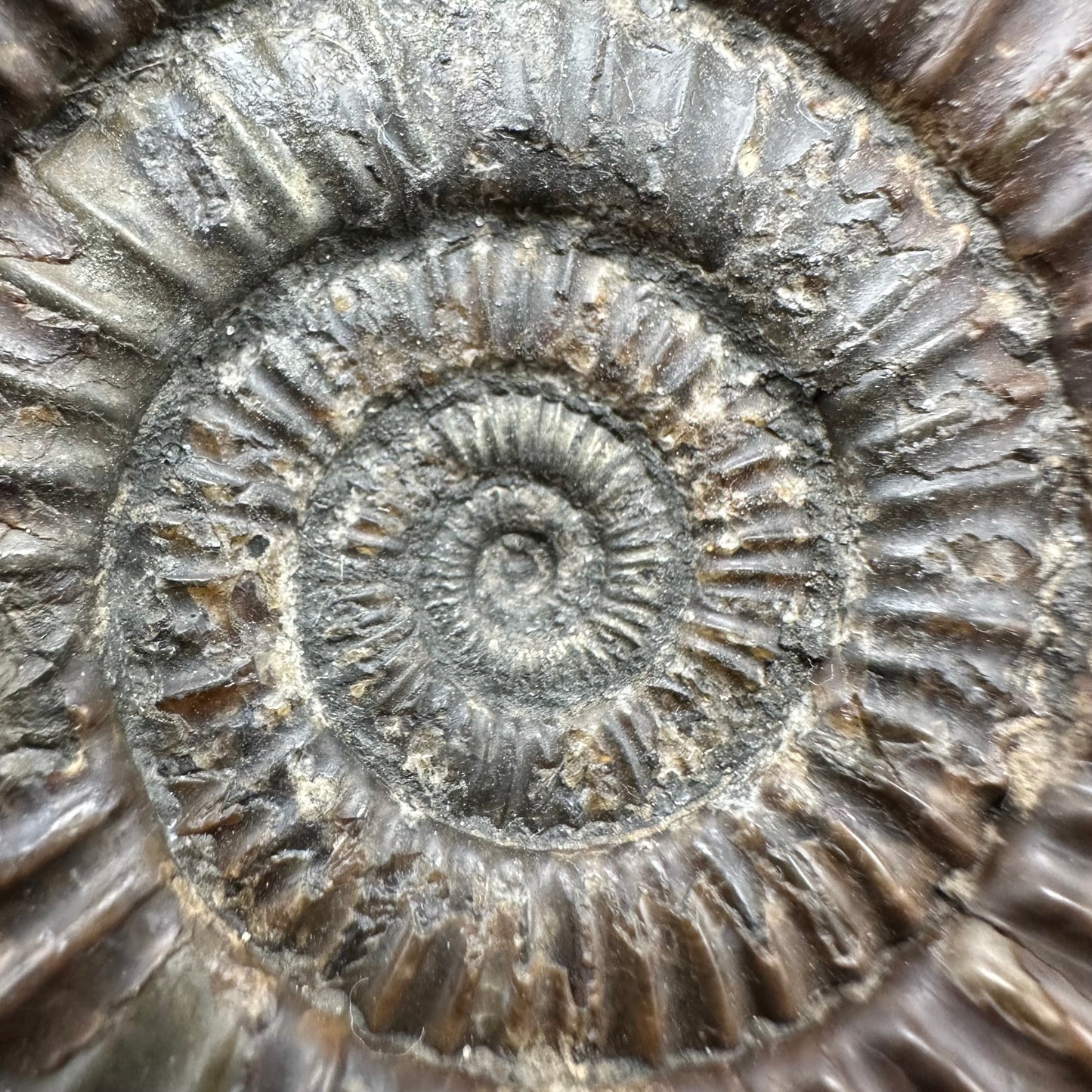 Dactylioceras Ammonite Fossil With Box And Stand - Whitby, North Yorkshire Jurassic Coast Yorkshire Fossils