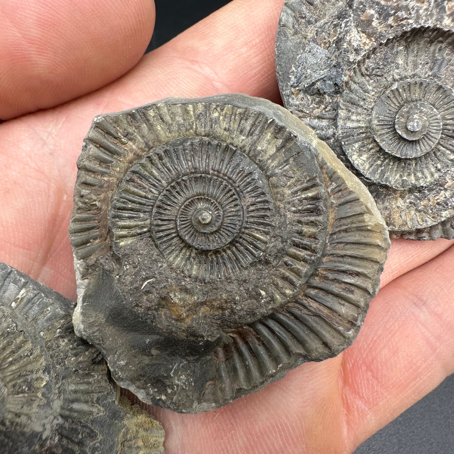 Dactylioceras imprint (negative) bundle ammonite shell fossil with box - Whitby, North Yorkshire, Yorkshire Fossils