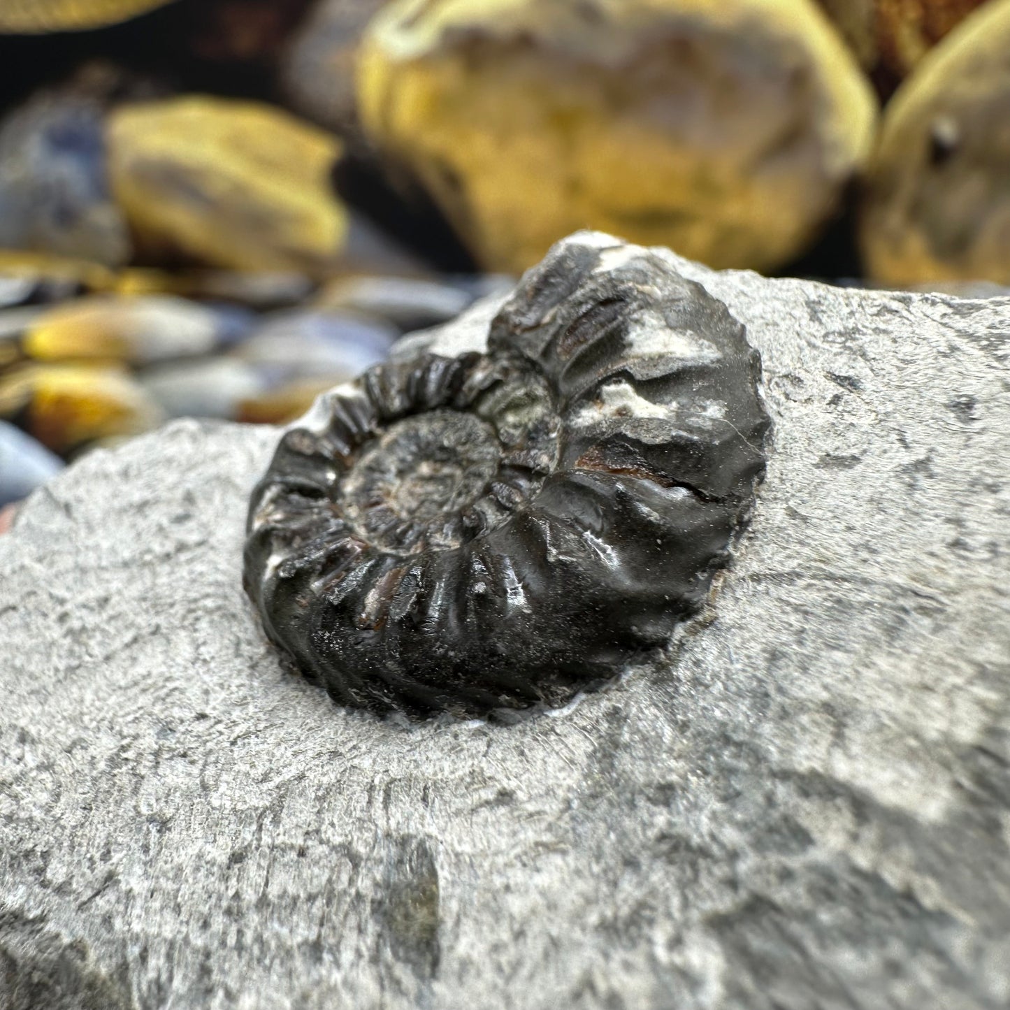 Amaltheus subnodosus ammonite fossil - Whitby, North Yorkshire Jurassic Coast, Yorkshire Fossils