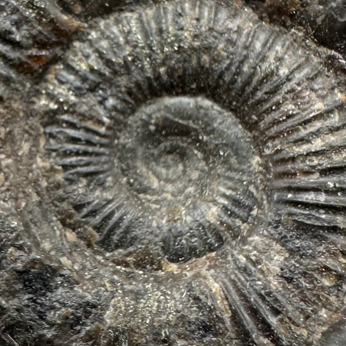 Dactylioceras Ammonite Fossil With Box And Stand - Whitby, North Yorkshire Jurassic Coast Yorkshire Fossils