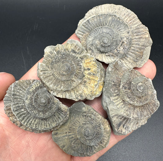 Dactylioceras imprint (negative) bundle ammonite shell fossil with box - Whitby, North Yorkshire, Yorkshire Fossils