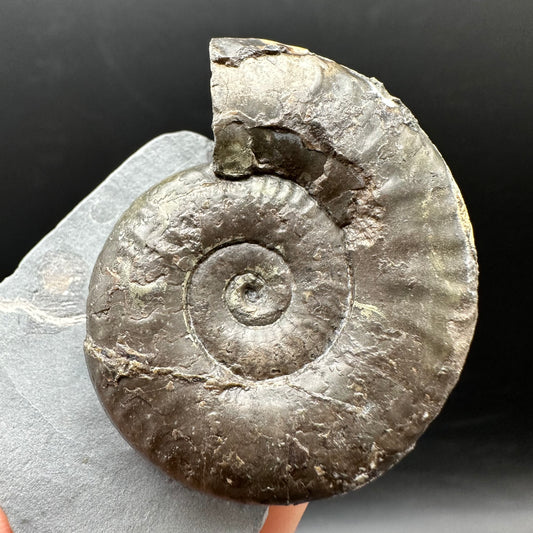 Grammoceras thoaurense Ammonite shell fossil with box and stand - Whitby, North Yorkshire, Yorkshire Fossils from the Jurassic Coast