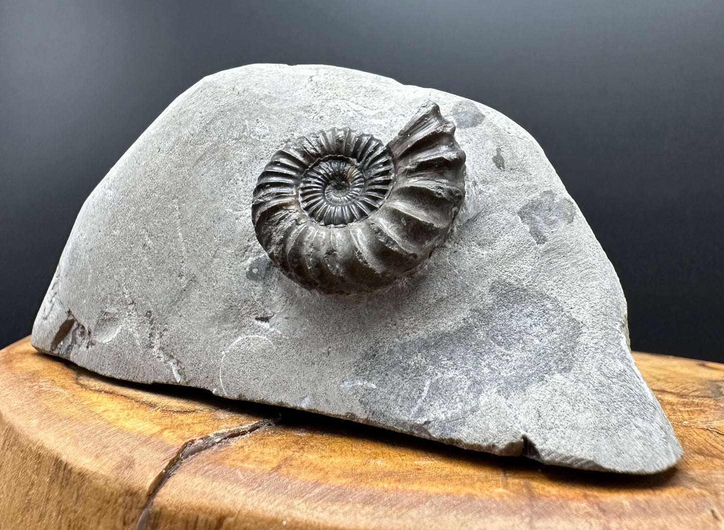 Oistoceras figulinum ammonite fossil with box and stand - Whitby, North Yorkshire Jurassic Coast Yorkshire Fossils