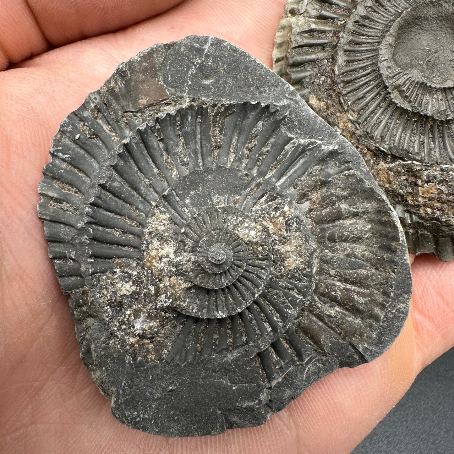 Dactylioceras imprint (negative) bundle ammonite shell fossil with box - Whitby, North Yorkshire, Yorkshire Fossils
