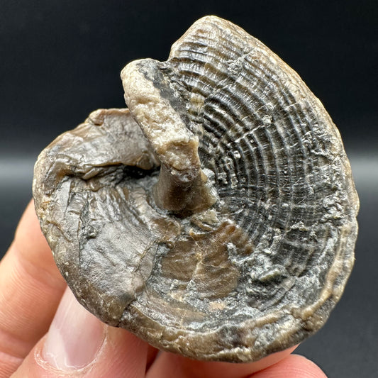 Gastropod Shell Fossil With Box And Stand - Whitby, North Yorkshire, Jurassic Coast, Yorkshire Fossils